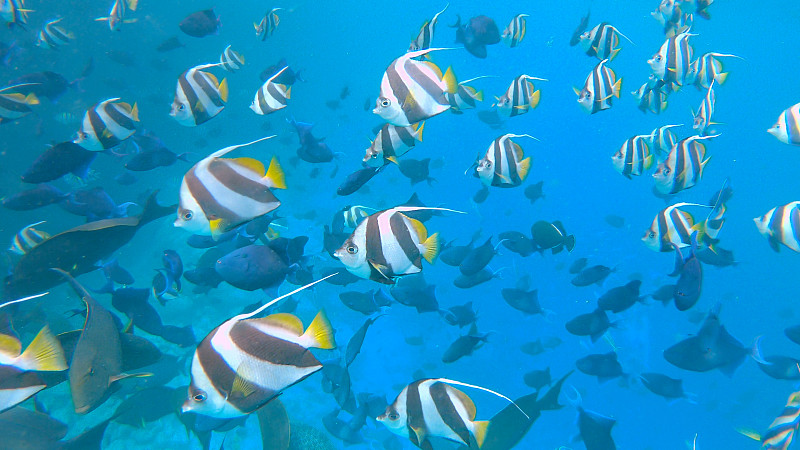 水下:一群色彩斑斓的热带鱼游过深蓝色的海洋图片下载