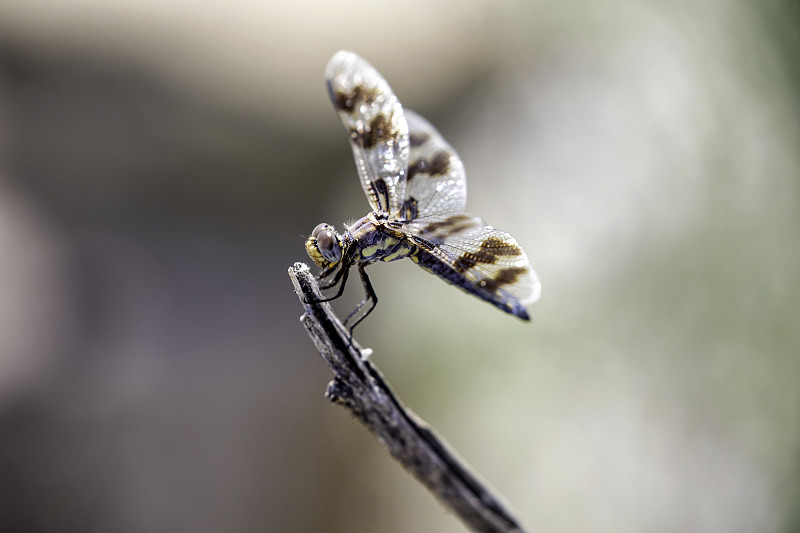 蜻蜓栖息在一根树枝上图片下载