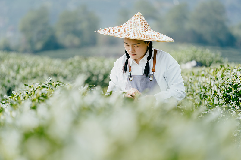 中国女农民在茶园采摘茶叶图片素材