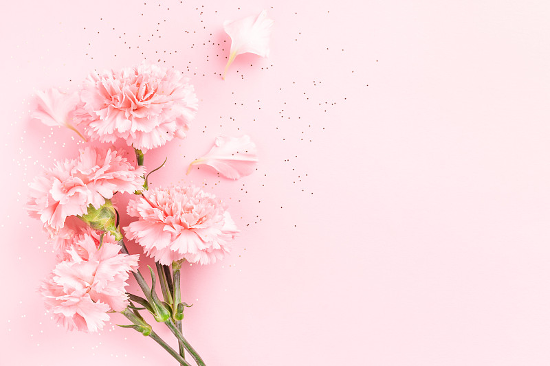 粉红色的康乃馨在粉红色的背景上。图片下载