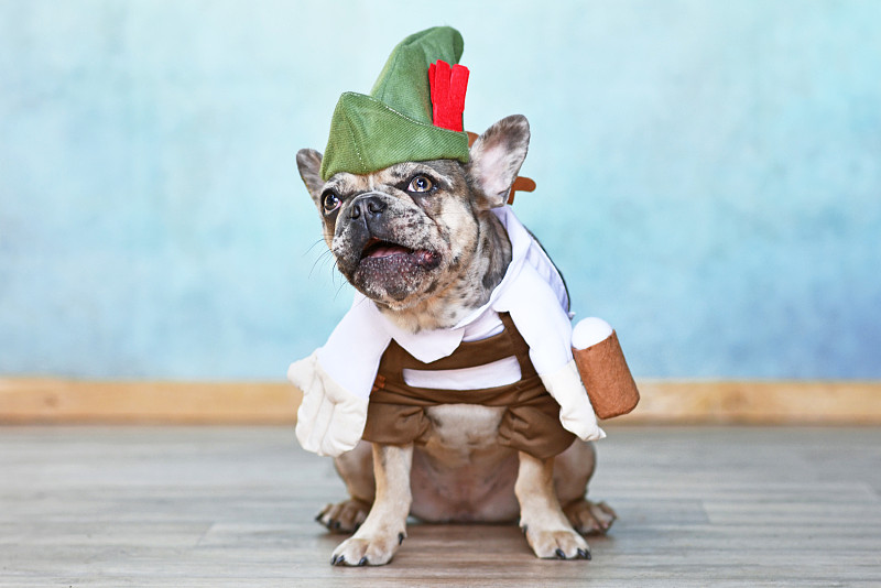 这只法国斗牛犬穿着滑稽的传统巴伐利亚“啤酒节”服装，穿着皮短裤，戴着泰洛帽，假胳膊拿着一大杯啤酒图片下载