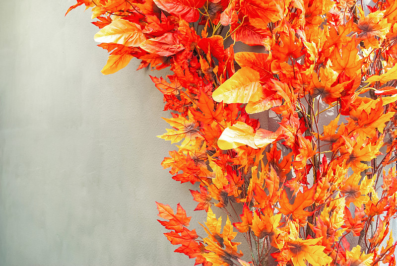 明亮的人造秋叶在房子灰色的墙壁背景。11月感恩节装饰叶面纹理与复制空间图片下载