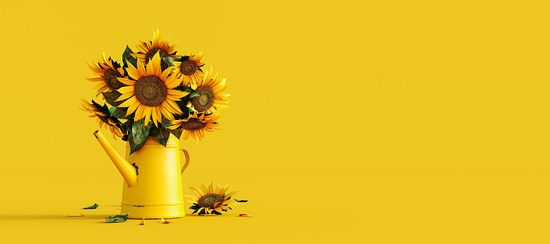 向日葵在黄色背景的黄色喷壶图片下载