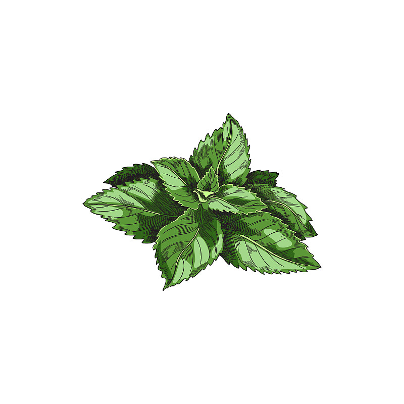 绿色薄荷叶茶,复古矢量素描插图逼真的薄荷植物,手绘艺术