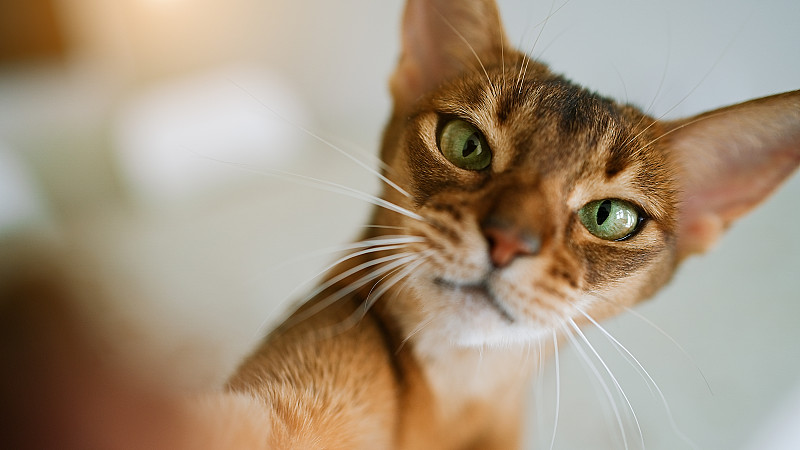 饥饿的猫用绿色的眼睛寻找和等待食物图片下载