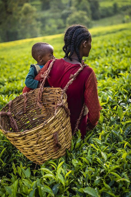 非洲中部埃塞俄比亚，年轻的非洲母亲带着她的孩子穿过茶园图片下载