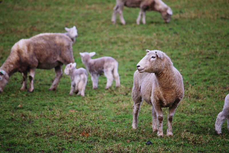 春天的羊羔摄影图片