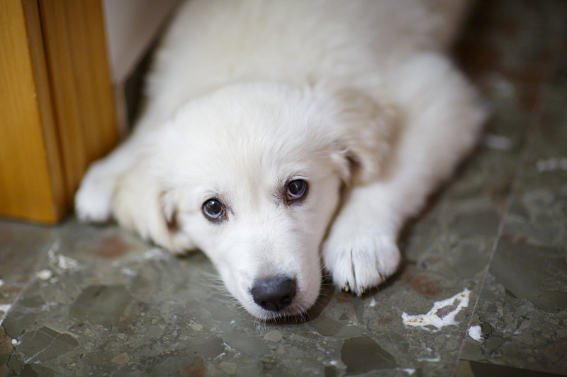 可爱的3个月大的金毛猎犬小狗摄影图片