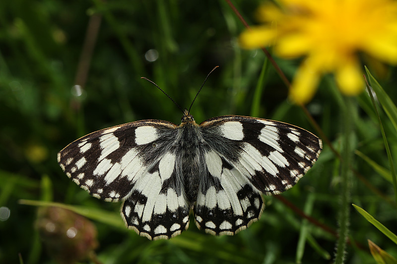 一只大理石纹的白蝴蝶，美拉尼亚加拉西亚，栖息在草地上的一株植物上。摄影图片