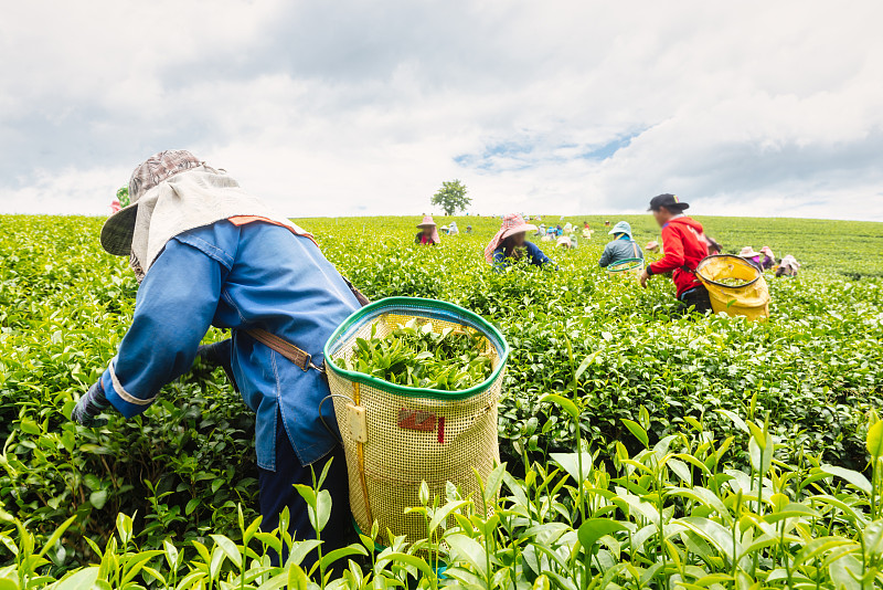 一群采茶工人在茶园上采摘茶叶图片下载