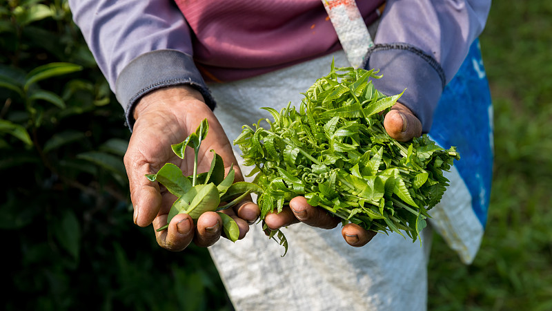 有机绿茶农场手工采摘茶叶。美丽新鲜的绿茶种植园。有机绿茶种植田。图片下载