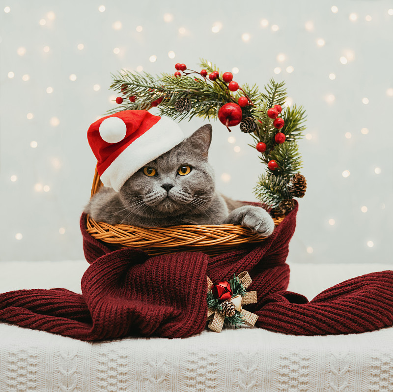 戴着圣诞帽的英国猫躺在带有节日装饰的圣诞篮子里。新年和冬季贺卡。图片下载