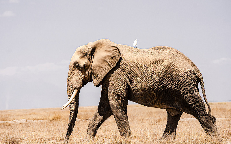 大象穿过草地的景象图片下载