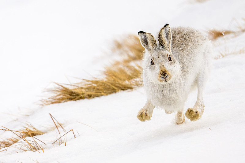 一只野兔在白雪中奔跑的特写镜头图片下载