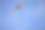 飞翔中的红风筝摄影图片