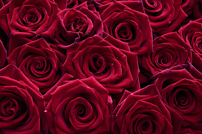 自然背景的红玫瑰在红色2023。图片下载