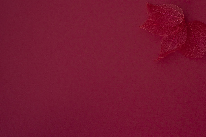 红色背景，侧面有叶子或花瓣的骨架。平铺，俯视图，复制空间。为文本设计。图片下载