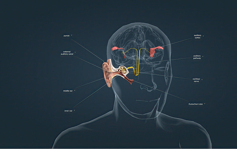 声音通过耳朵，通过听觉神经将信号传递到脑干。图片下载