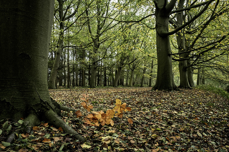 秋天生长在森林里的树木图片下载