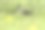 一只欧亚寒鸦在草地上觅食摄影图片