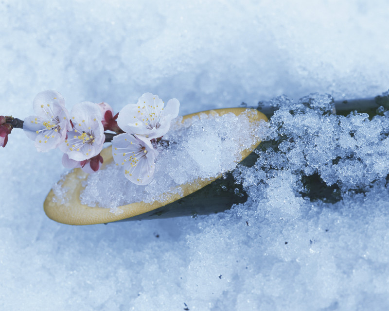 梅花、竹筒都被雪覆盖图片素材
