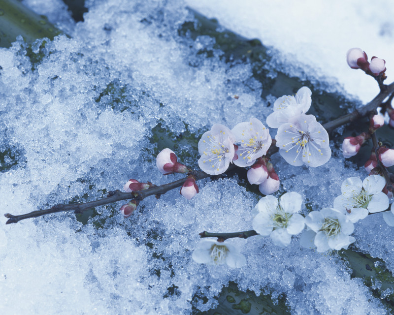雪上的梅花图片素材