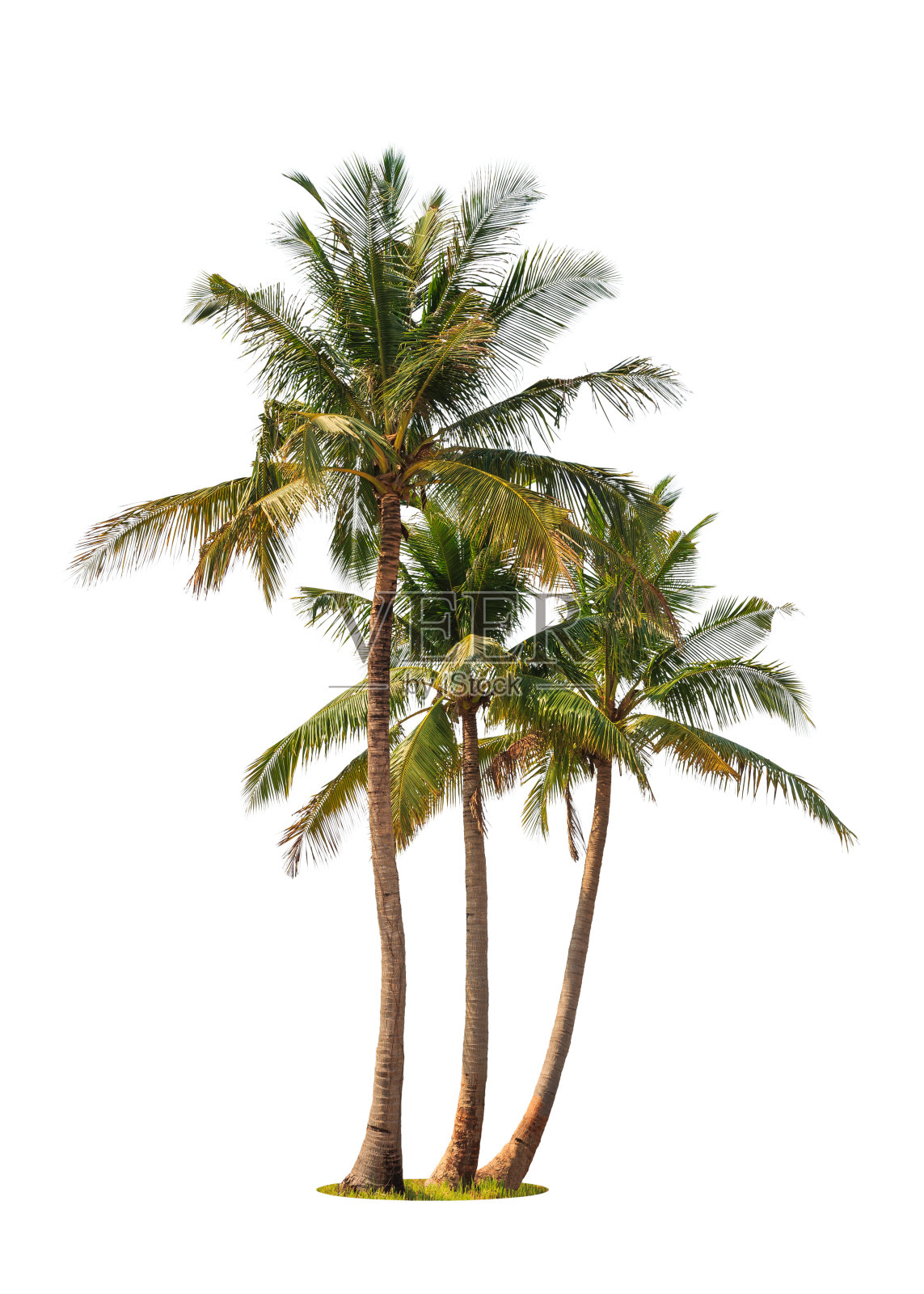 三棵椰子树照片摄影图片