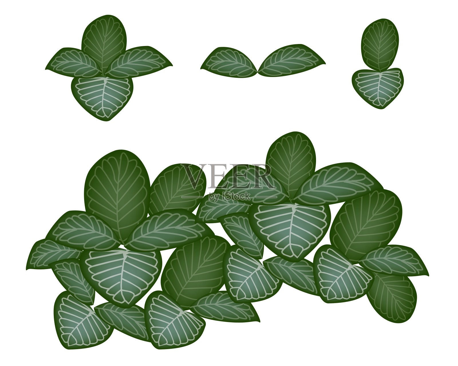 白色背景上的神经植物插画图片素材