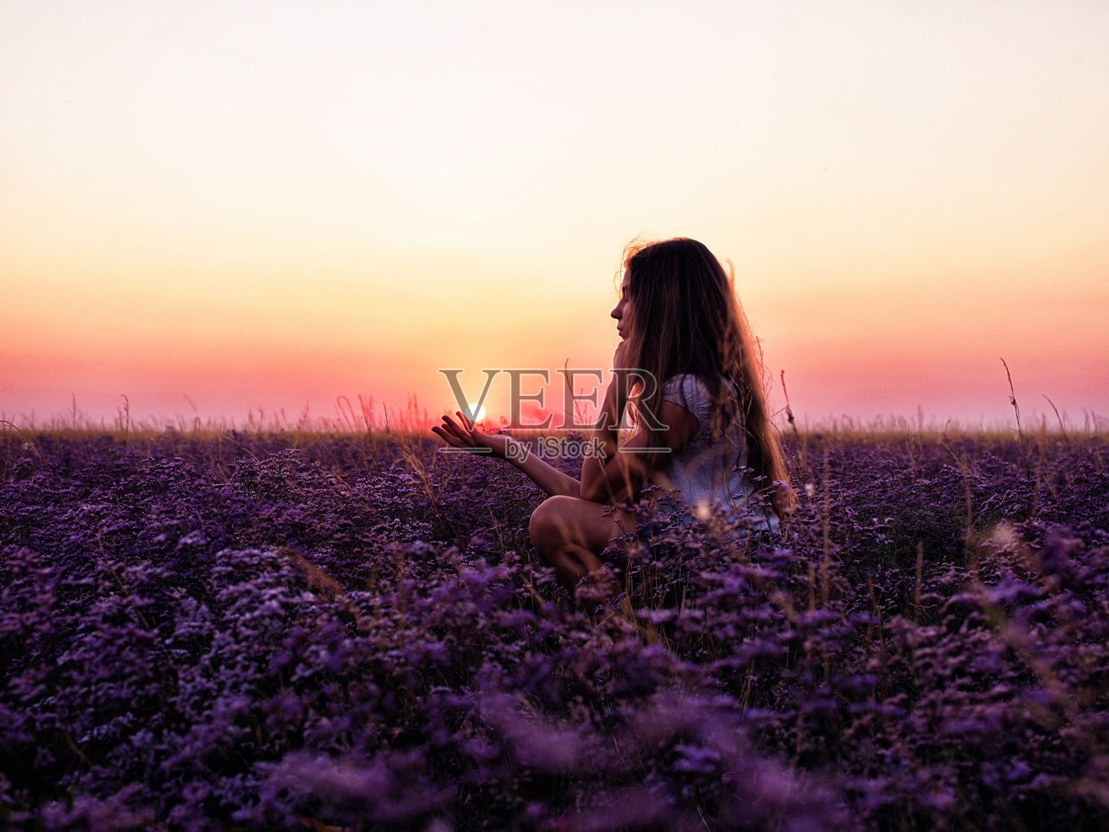少女在一片紫色的花丛中，夕阳绯红照片摄影图片