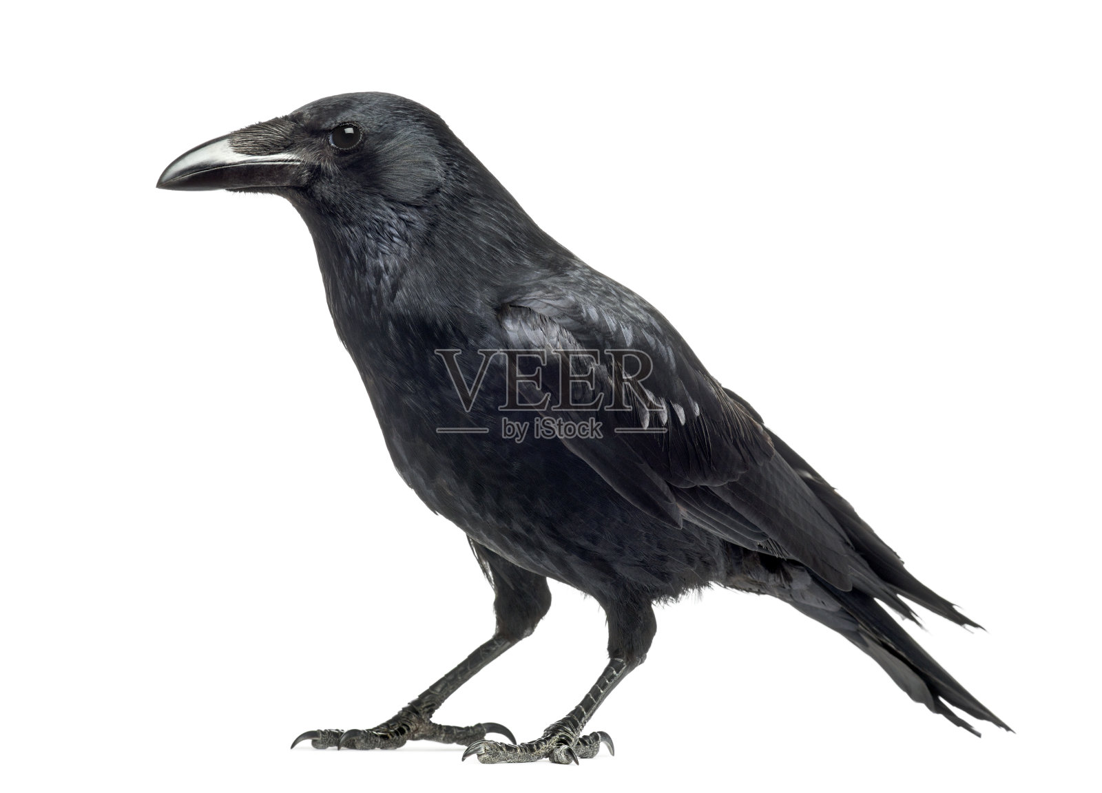 孤立的侧视图，一个蚀尸乌鸦乌鸦冠照片摄影图片