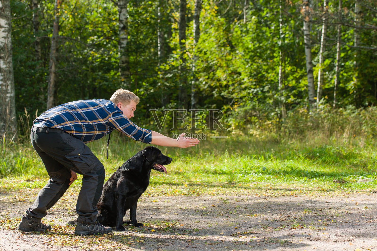 一名男子正在教他的黑色拉布拉多寻回犬取东西照片摄影图片