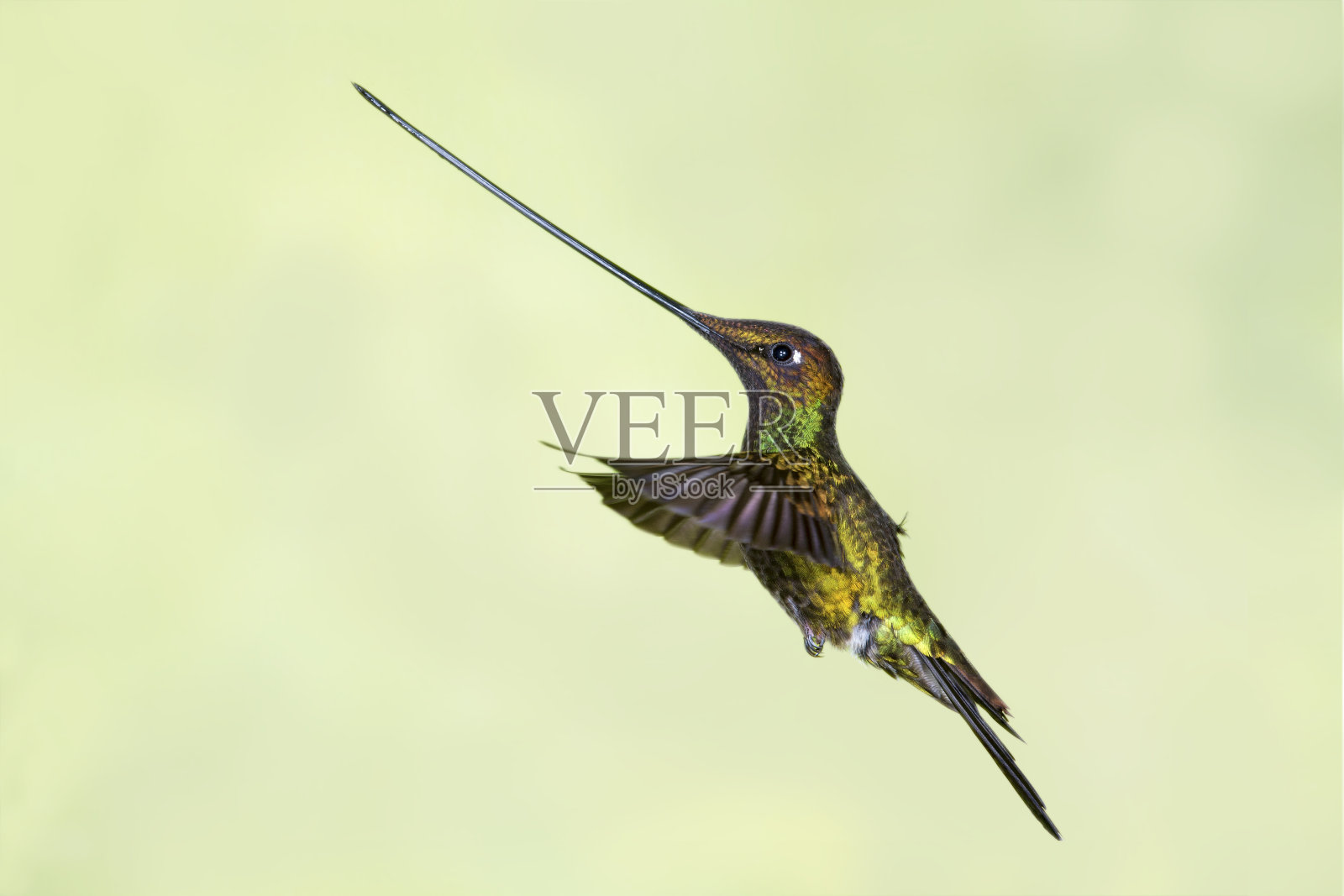 雄性剑嘴蜂鸟，左起照片摄影图片