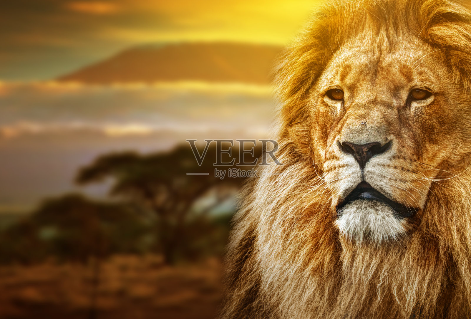 雄狮与乞力马扎罗山的背景照片摄影图片