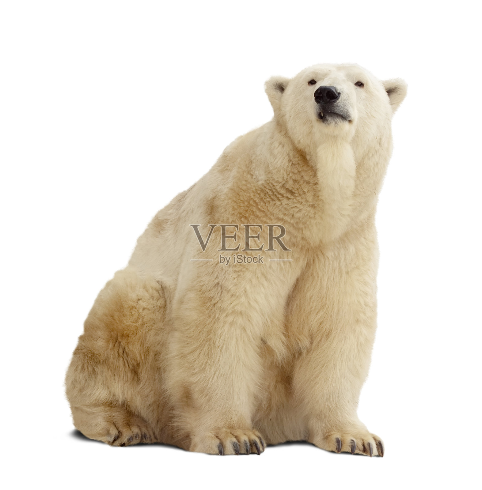 一只孤立的北极熊站在白色的背景上照片摄影图片