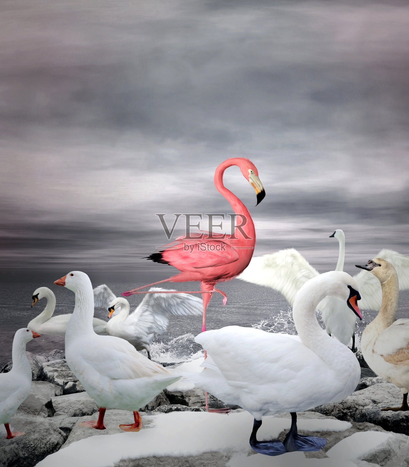 粉红色的火烈鸟在一群白色的鸭子和天鹅中间插画图片素材