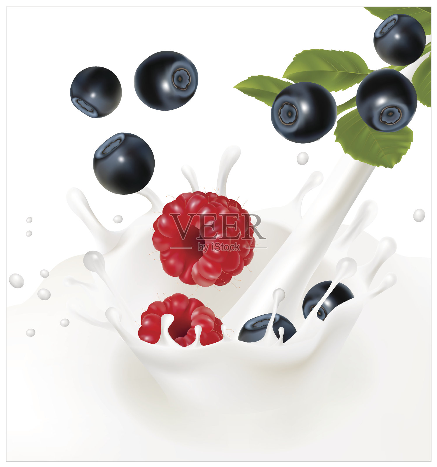 成熟的蓝莓和覆盆子掉进了牛奶里。插画图片素材