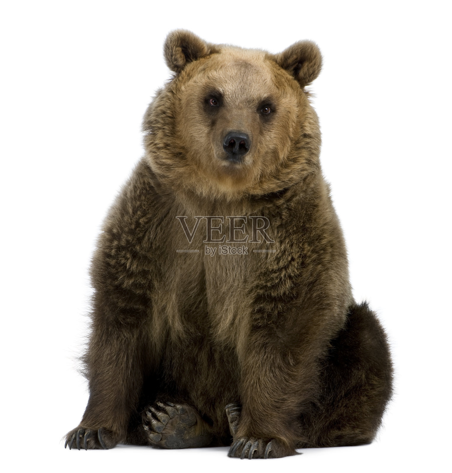 正面的棕熊，8岁，坐着。照片摄影图片
