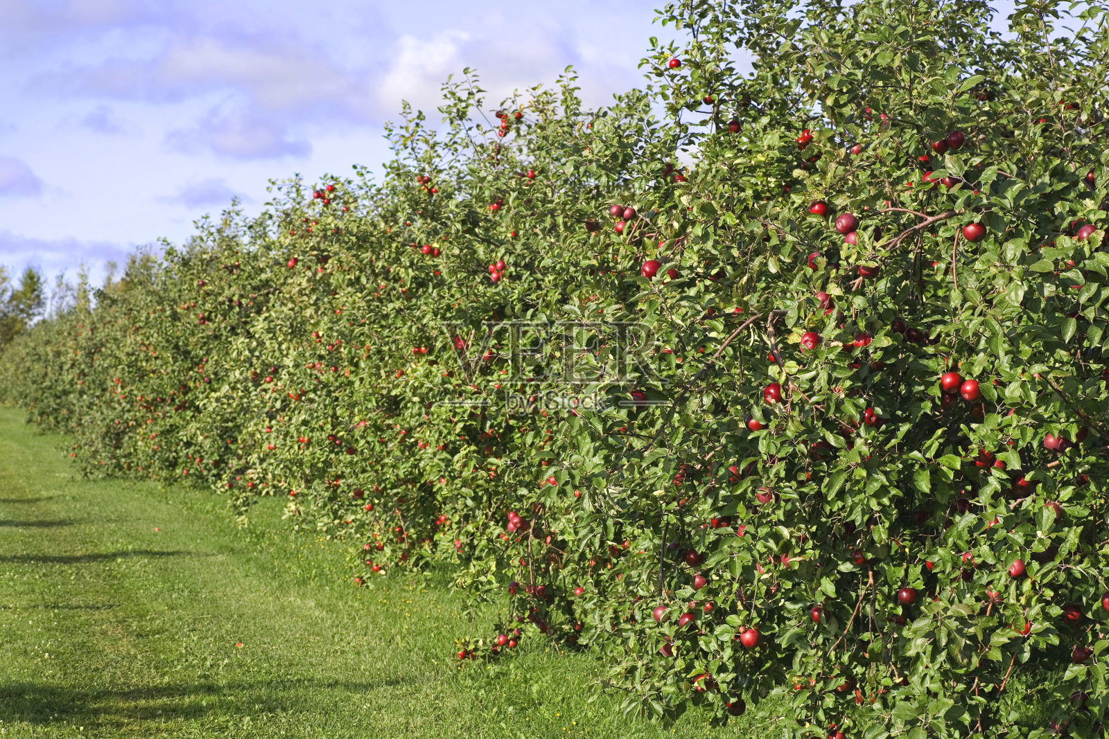 果园里的一长排红苹果树照片摄影图片
