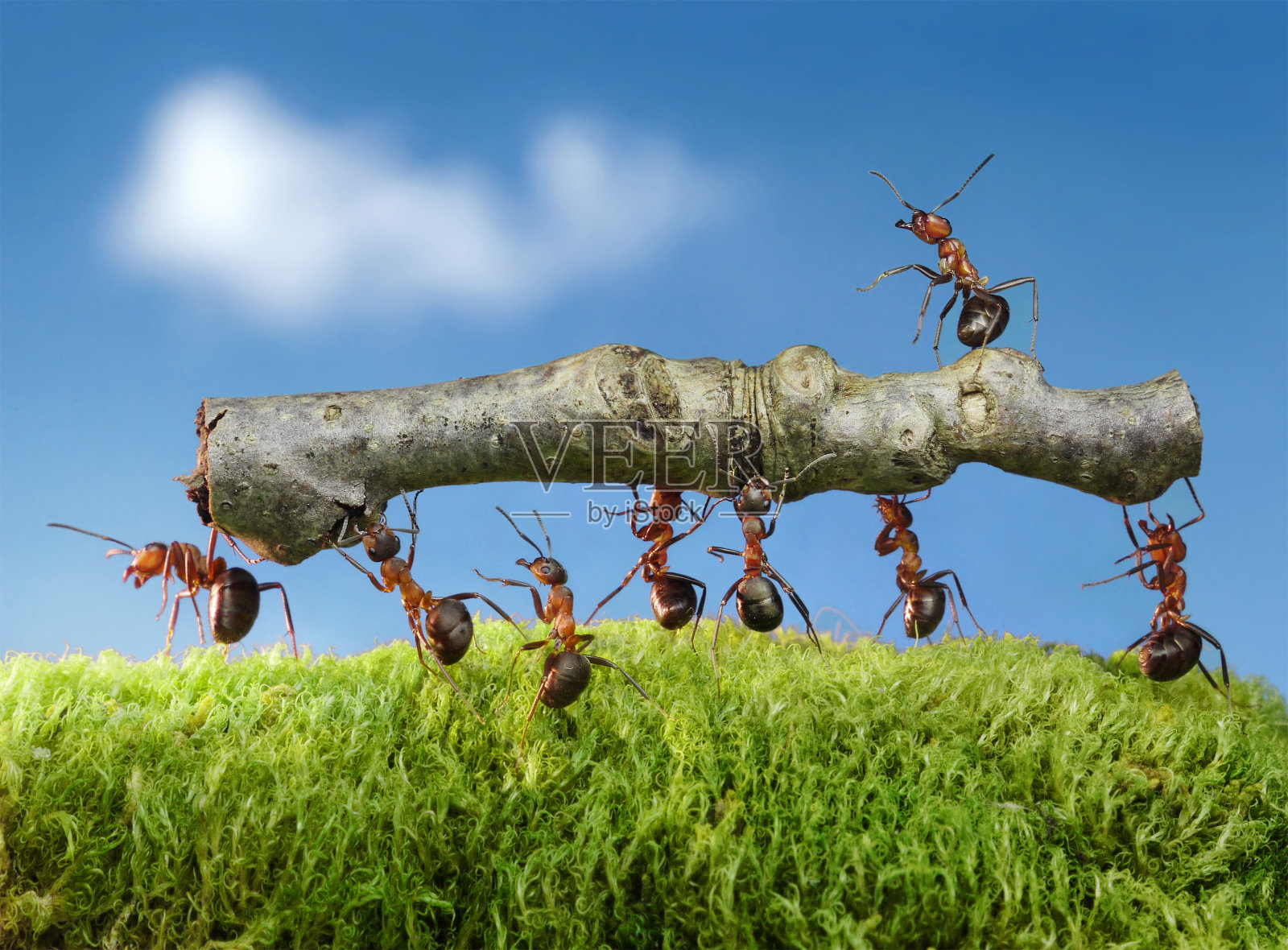 一群蚂蚁扛着木头，上面有酋长照片摄影图片