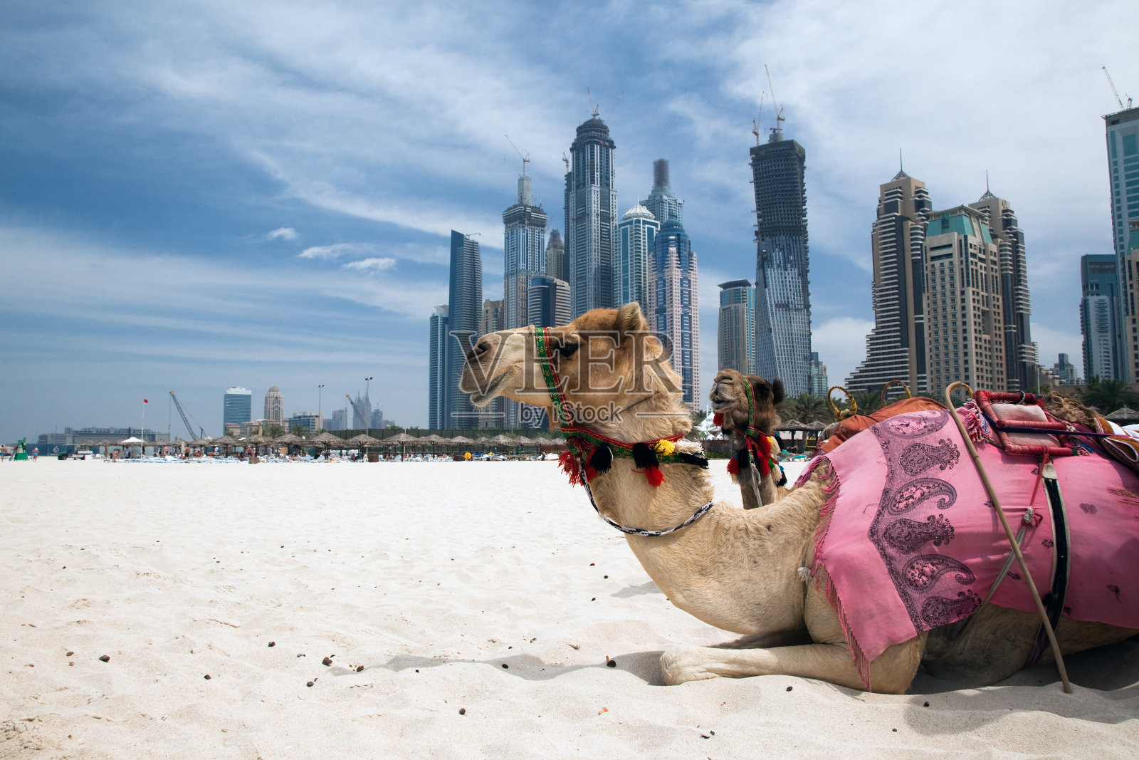 骆驼在城外休息照片摄影图片