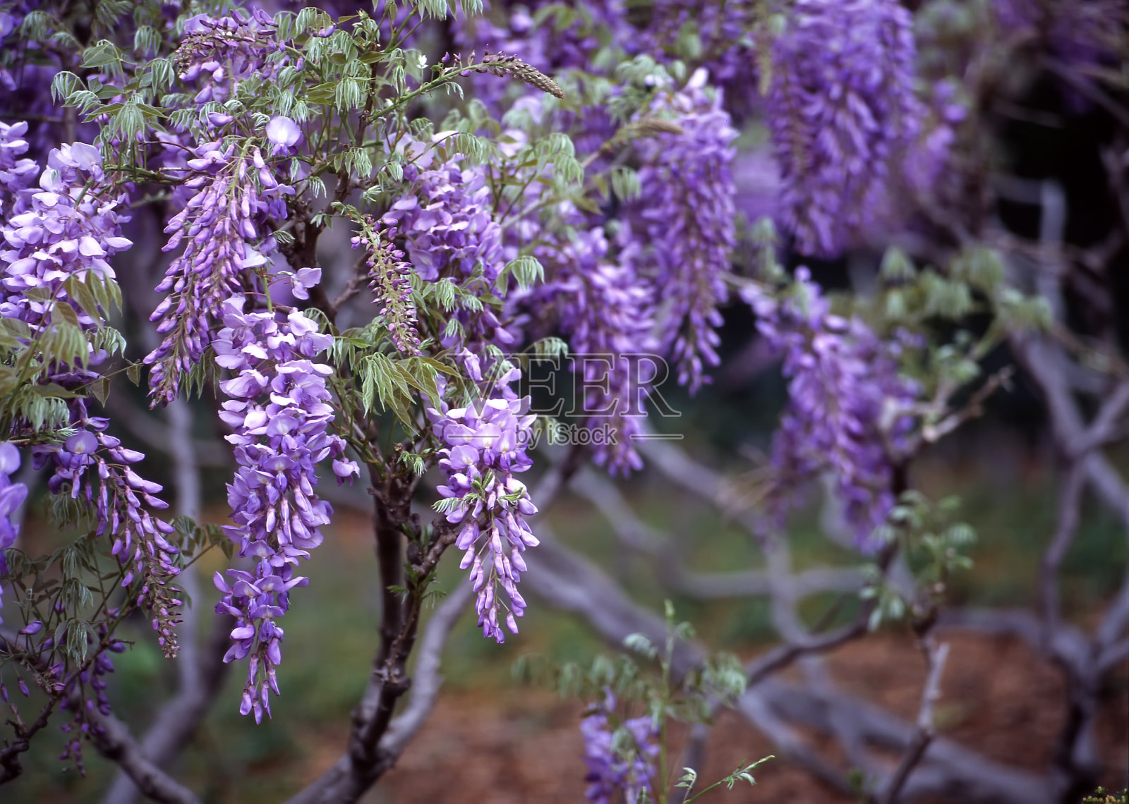 紫藤，布鲁克林植物园照片摄影图片