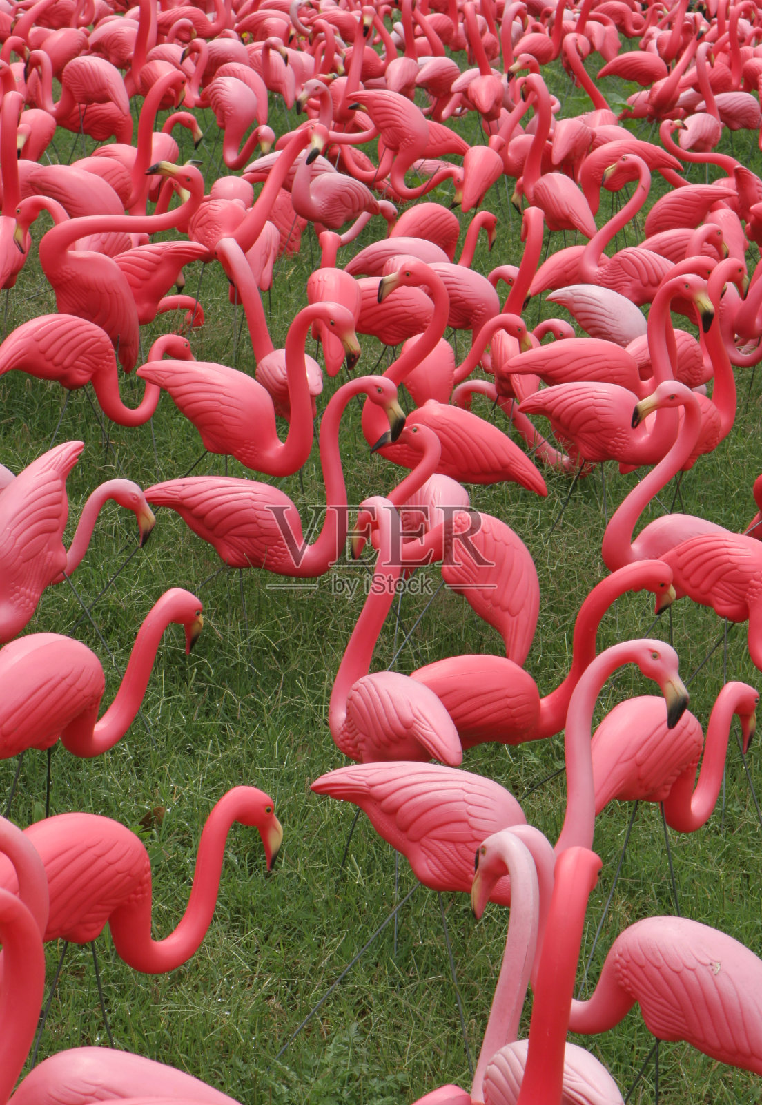 一群粉红色的火烈鸟在草地上照片摄影图片