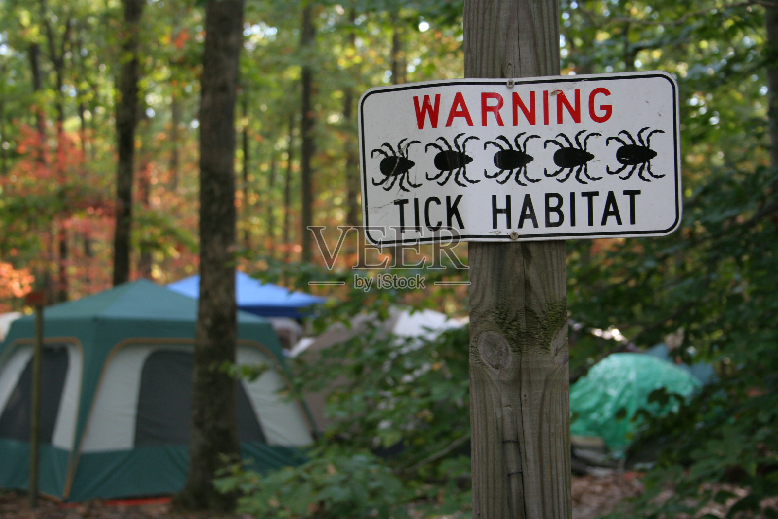 蜱虫栖息地-露营的危害照片摄影图片