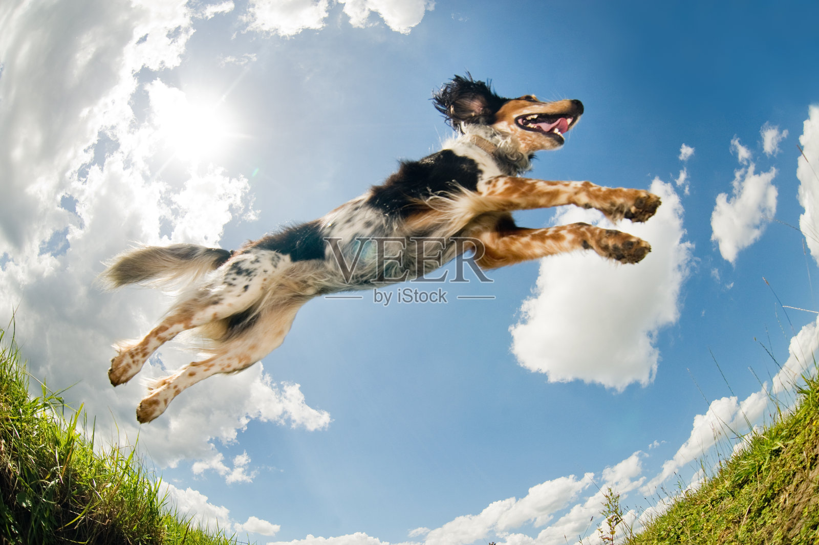 跳跃的狗(©Lobke Peers)照片摄影图片