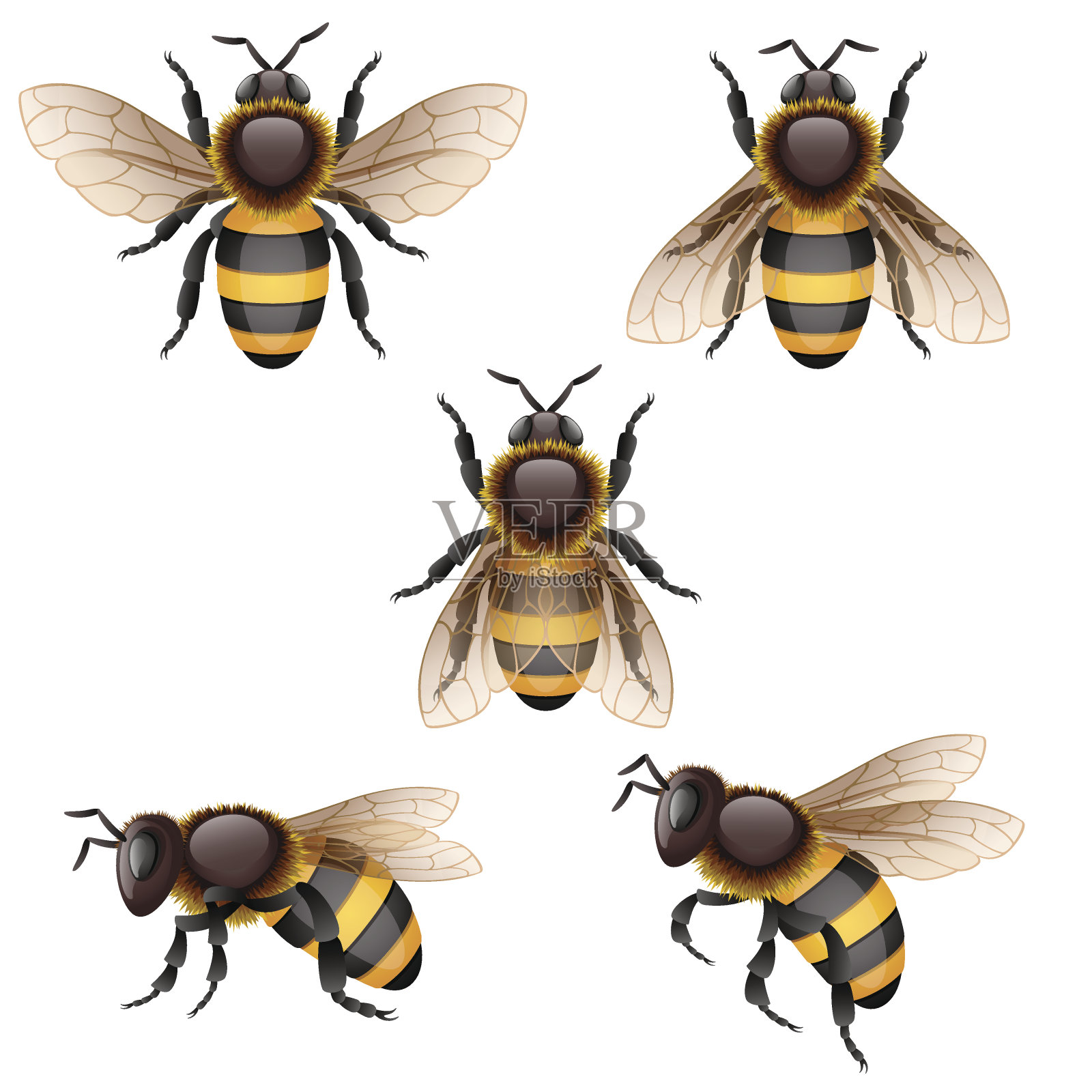 蜜蜂设计元素图片