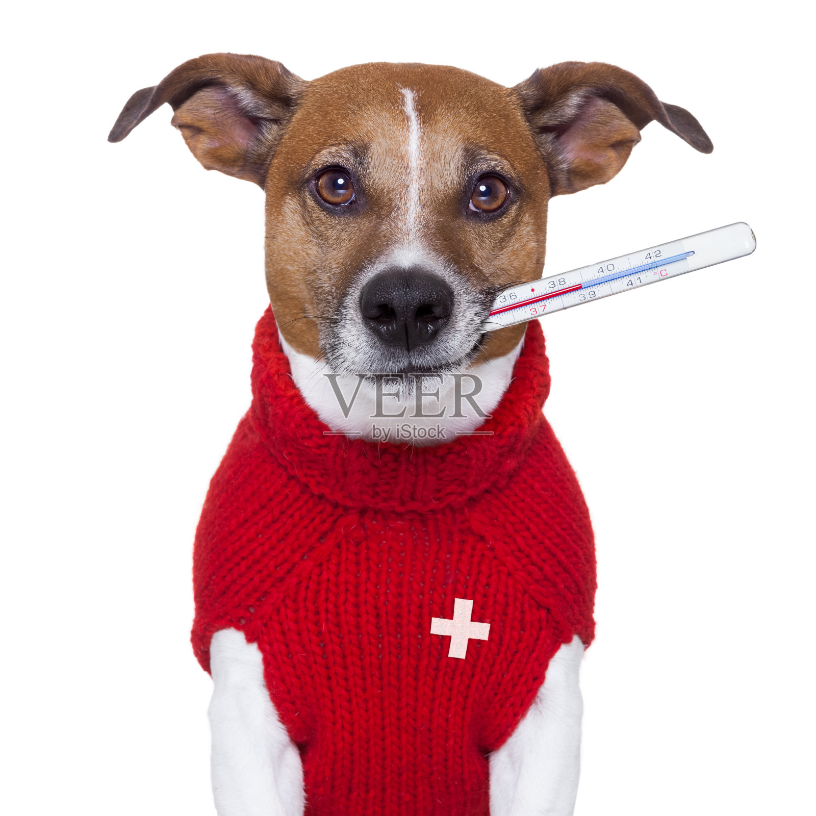 生病的狗穿着毛衣，嘴里挂着温度计照片摄影图片