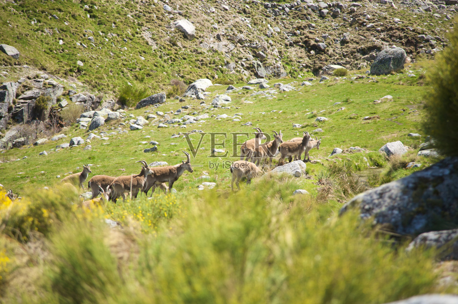 格雷多斯山的山羊照片摄影图片