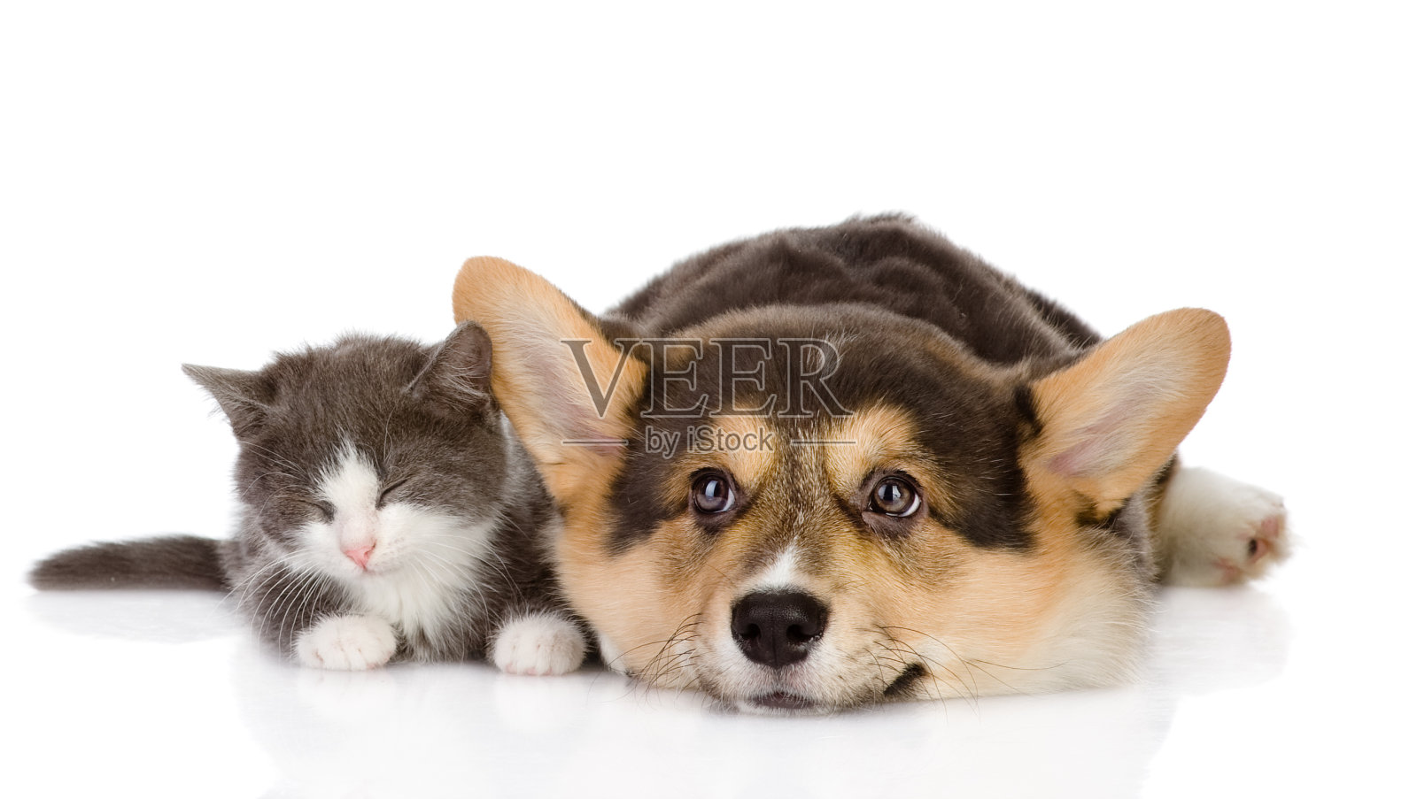彭布罗克威尔士柯基小狗和小猫在一起照片摄影图片