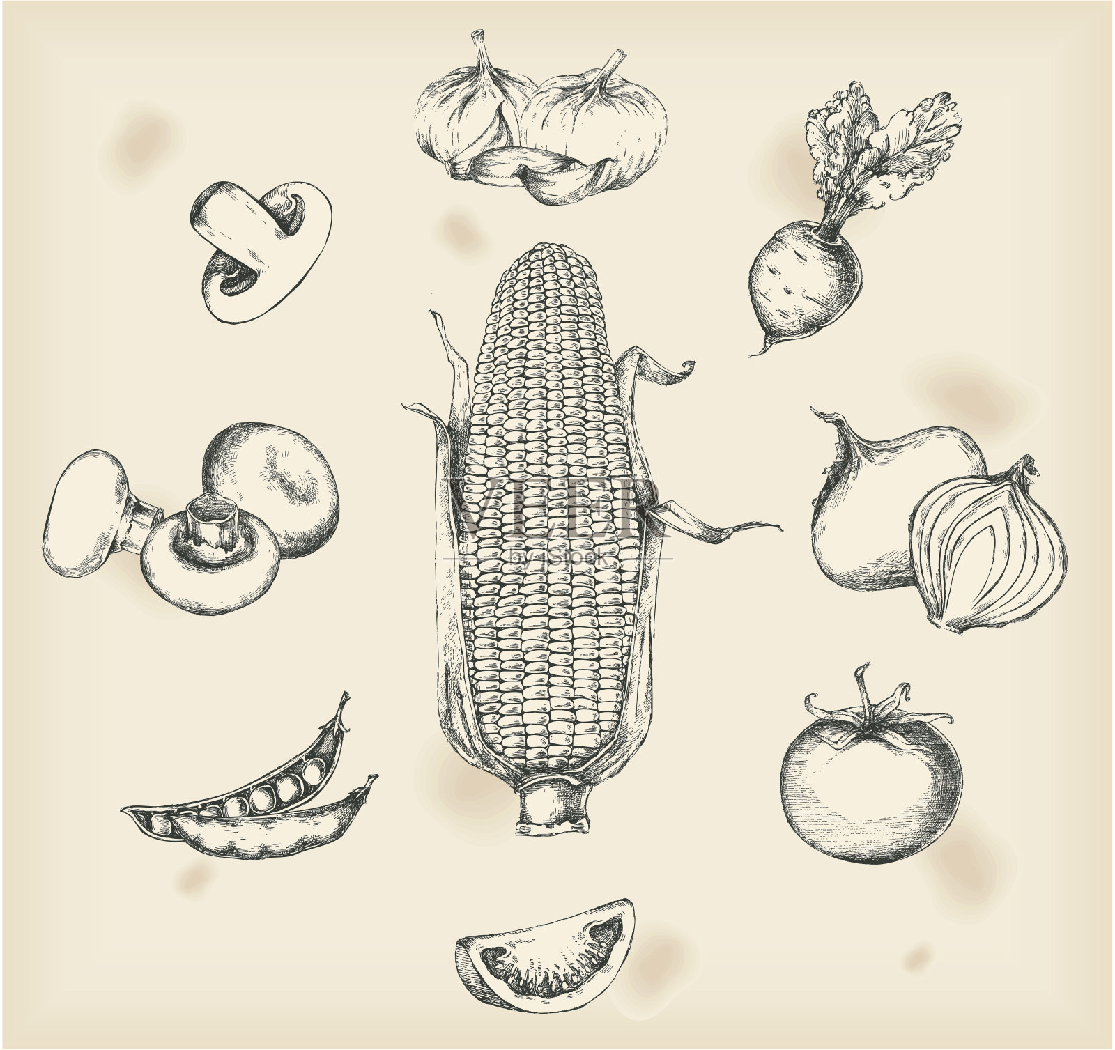 蔬菜绘画-孤立的物体插画图片素材