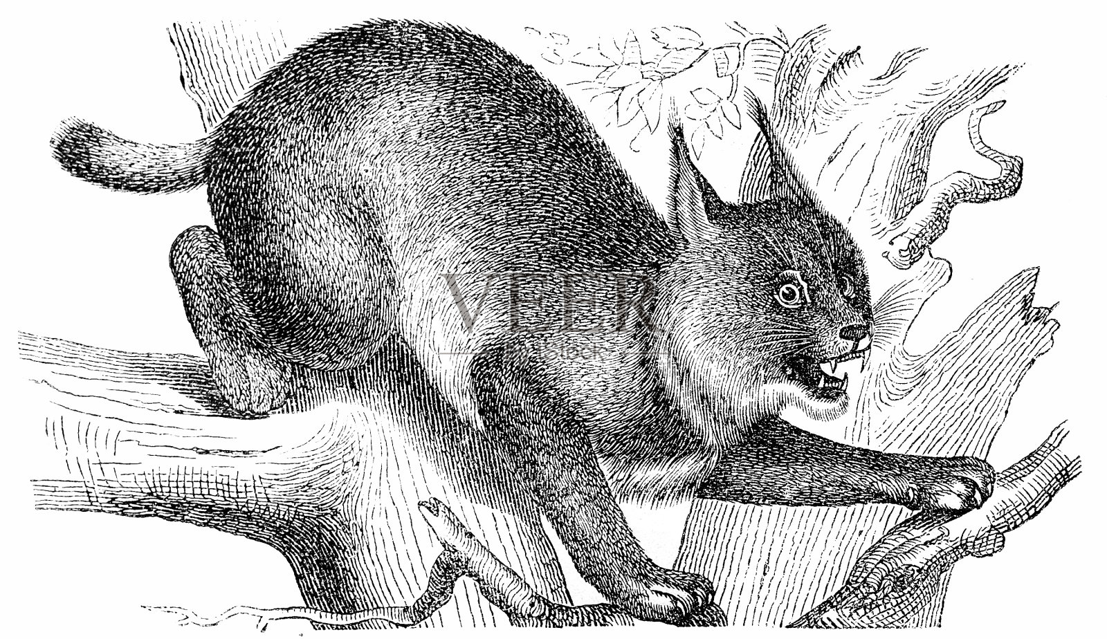 Lynx(猫属猞猁)插画图片素材